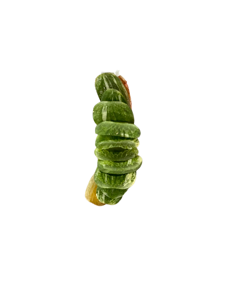 haworthia truncata schoeni Var