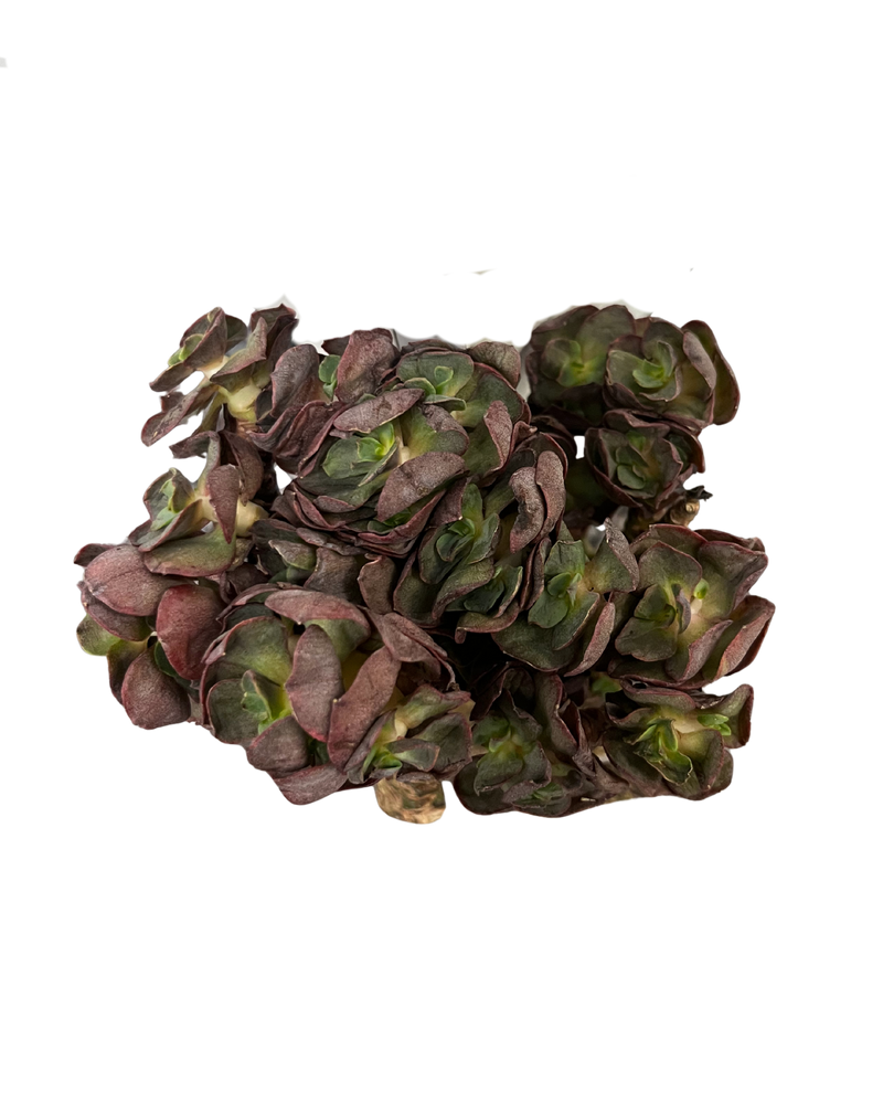 Echeveria Suyon