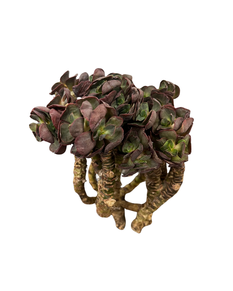 Echeveria Suyon