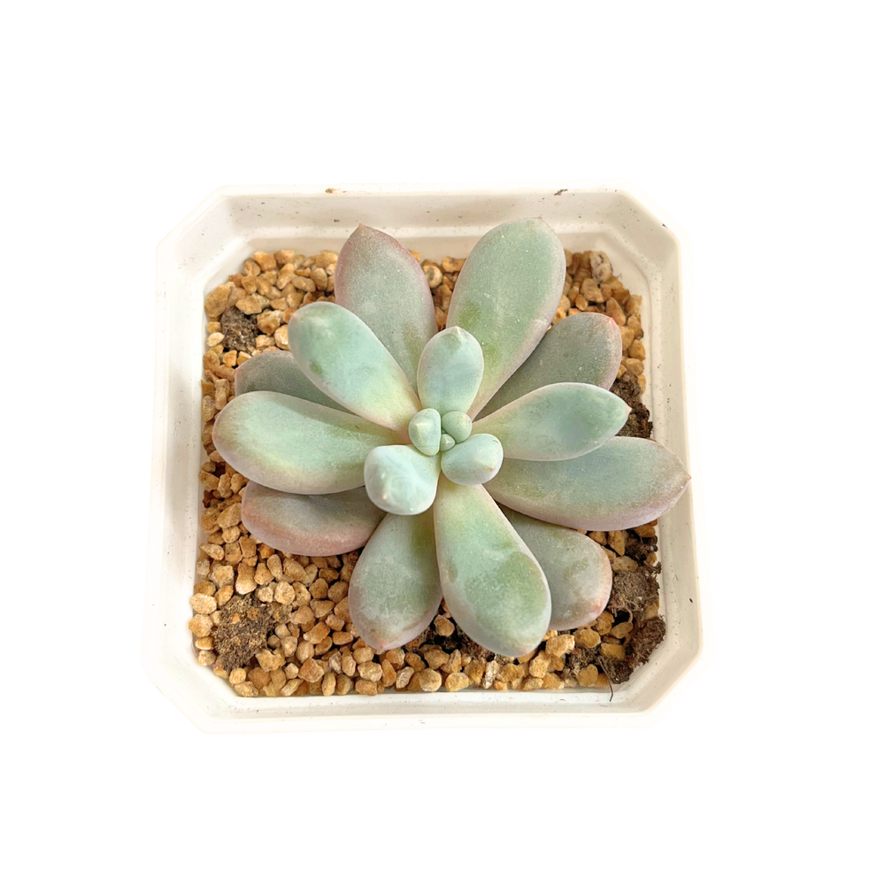 Echeveria Arisong