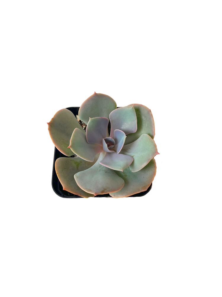 Echeveria Dusty Rose