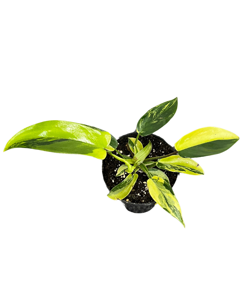 Philodendron Florida Beauty Variegated