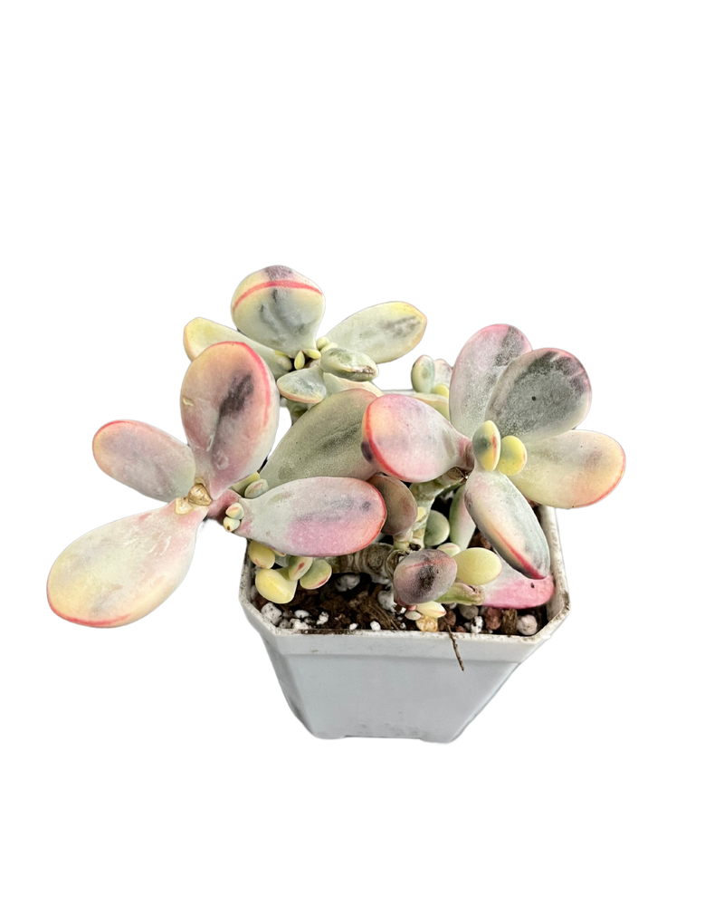 Cotyledon Orbiculata Variegated