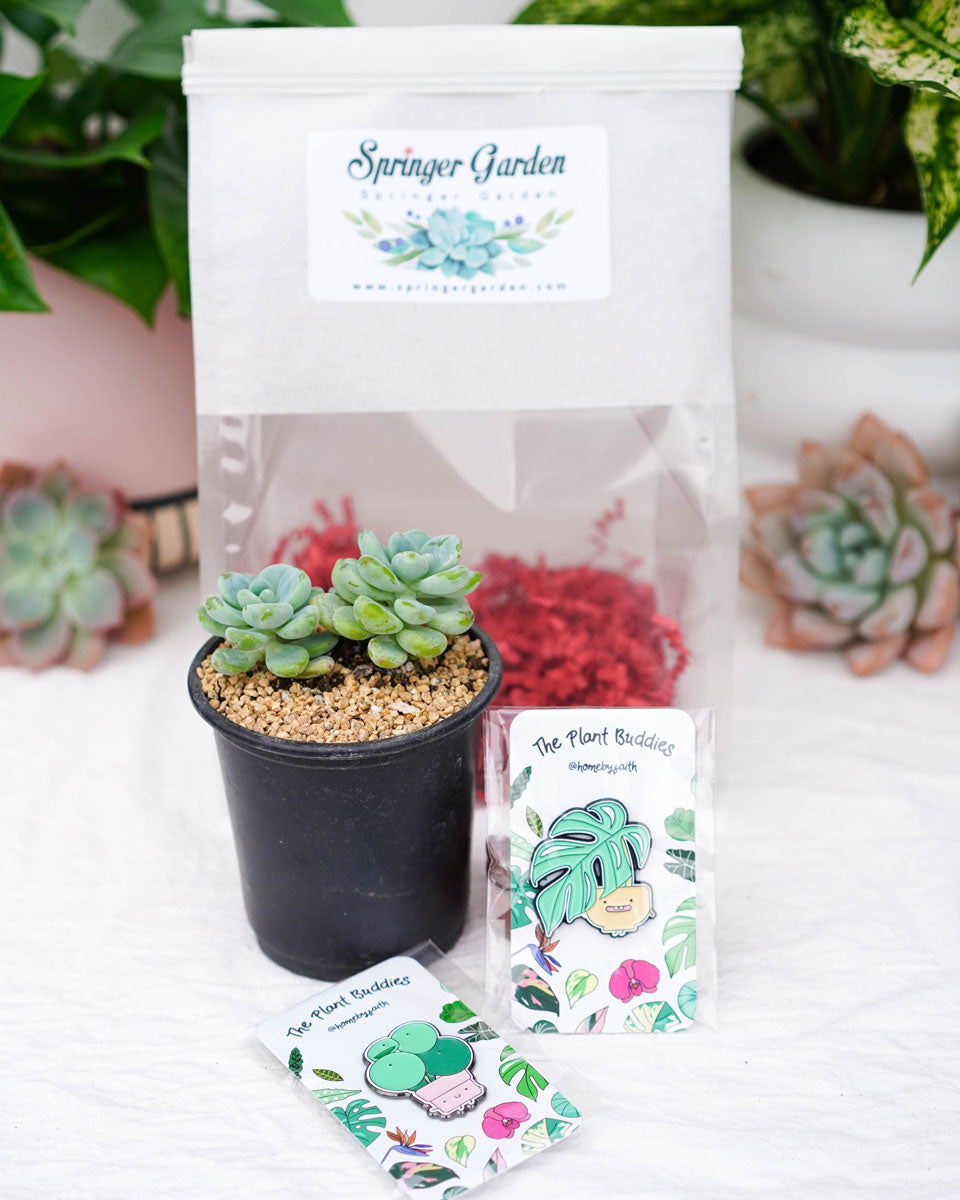 succulent gift bags Love Will Grow" Pins Gift Bag – Springer Hobbies
