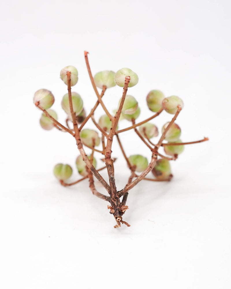Greenovia Rugby Rose