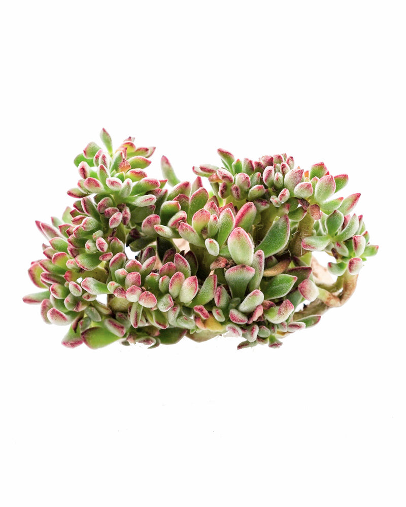 Echeveria Pulvinata Cristata