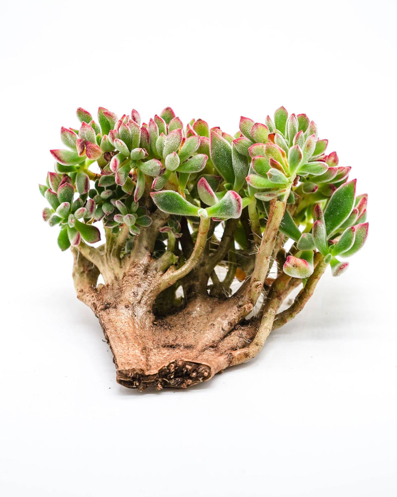 Echeveria Pulvinata Cristata