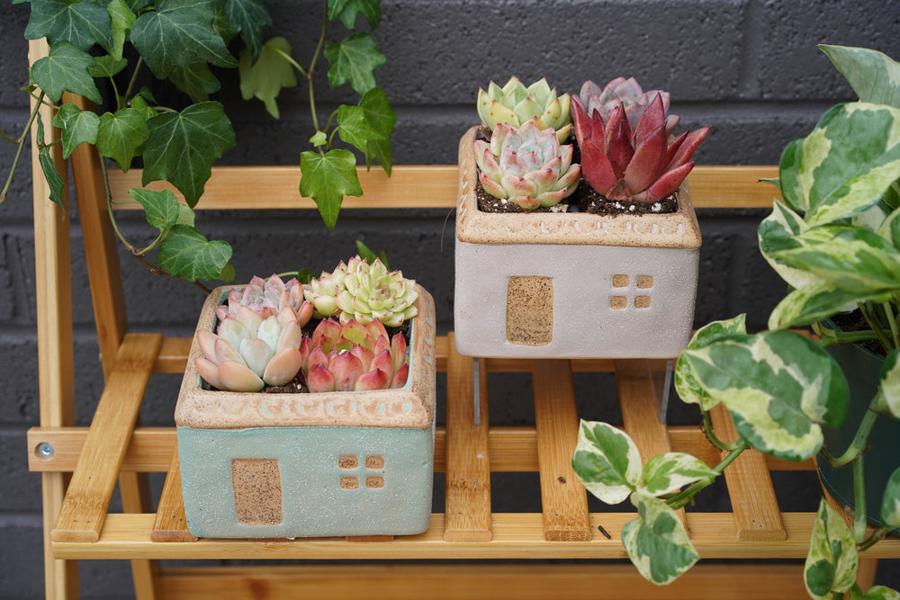 "Sweet Home" Succulent Assortment