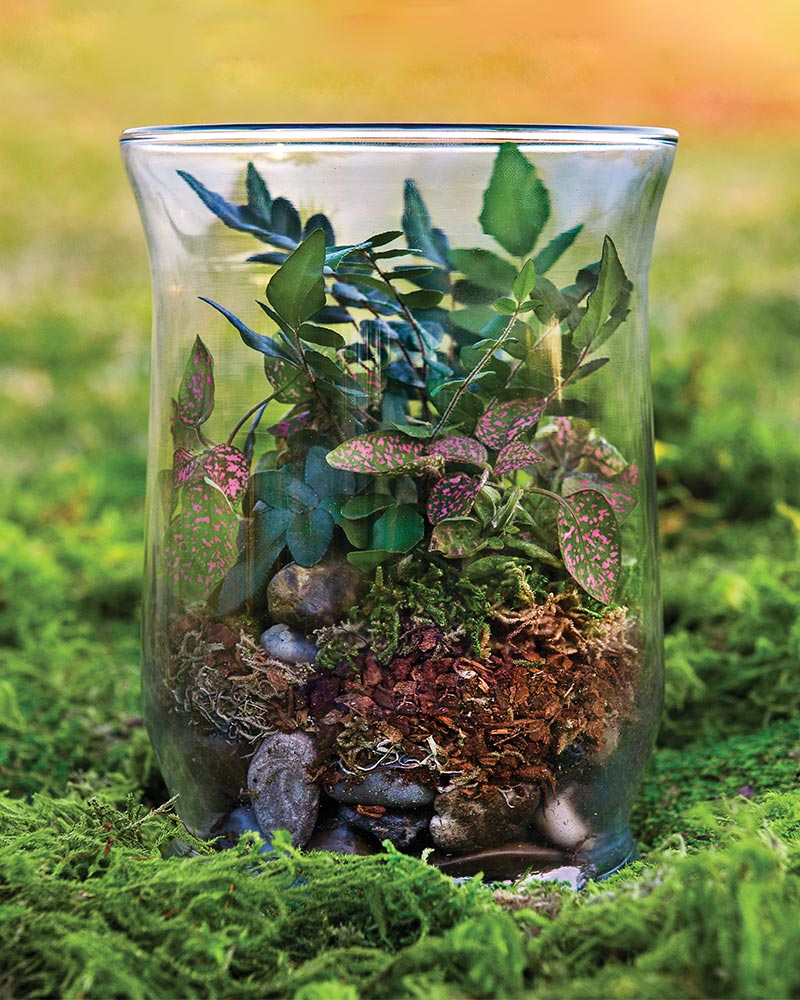 Forest Terrarium Kit 8oz.
