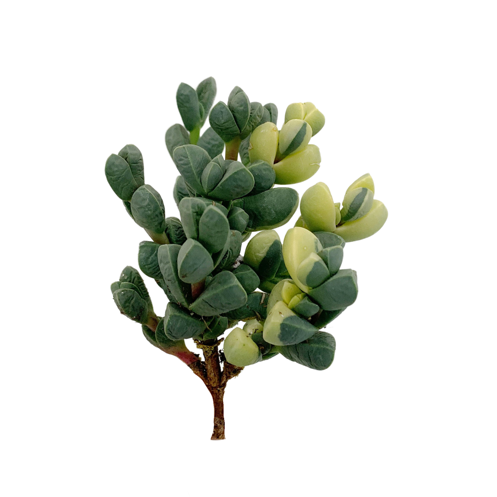 Astridi Avelutina Var.
