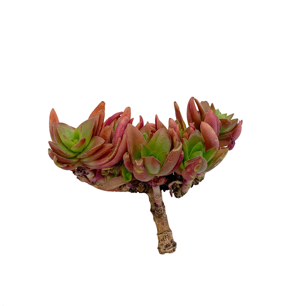 Crassula Capitella Campfire