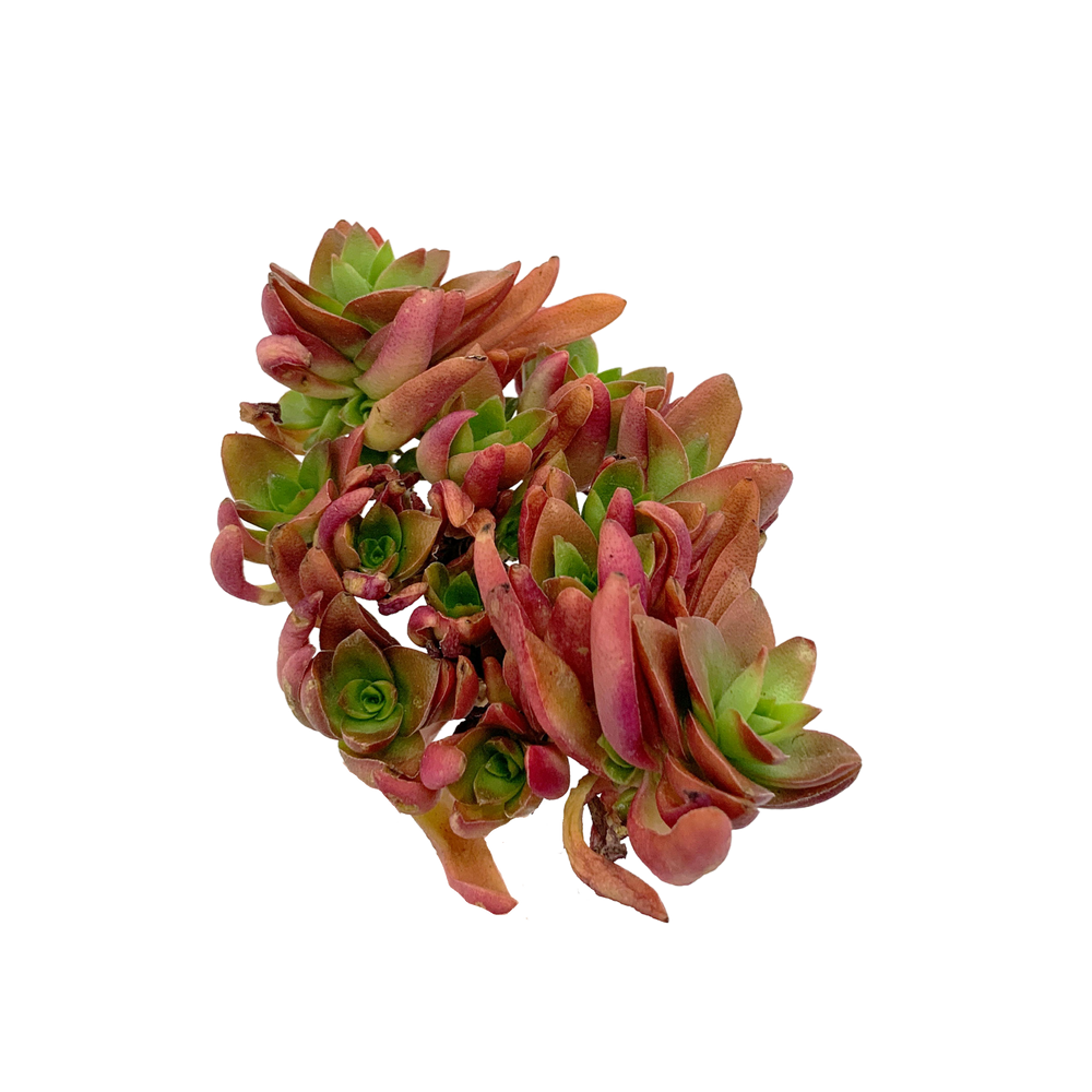 Crassula Capitella Campfire