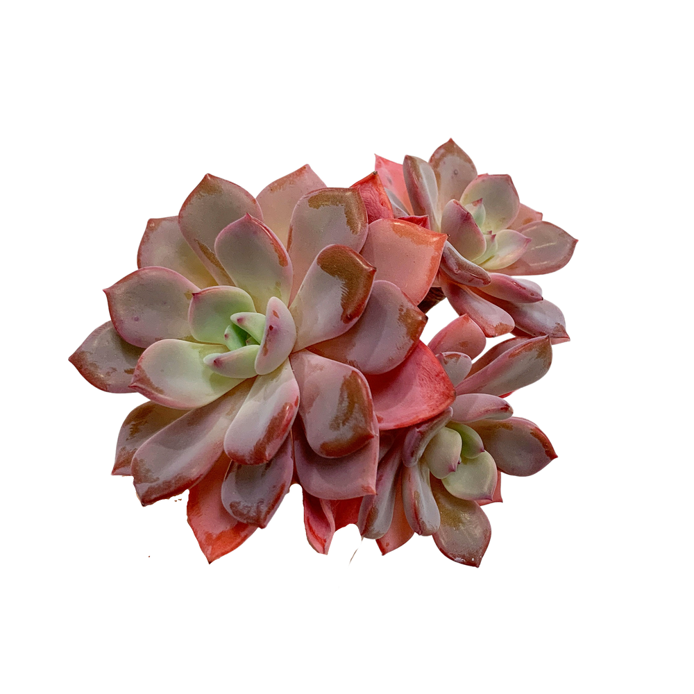 Echeveria CHARA