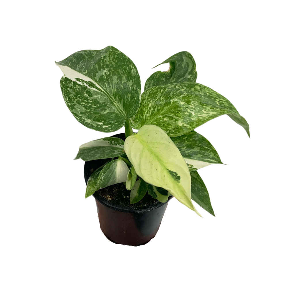 Philodendron Jose Bueno Var