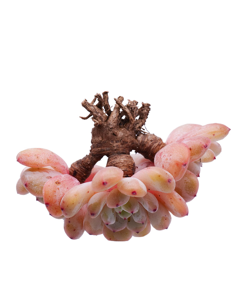 Echeveria Viyant