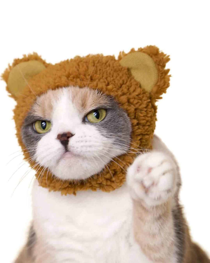 Blind Box - Bear Cat Cap