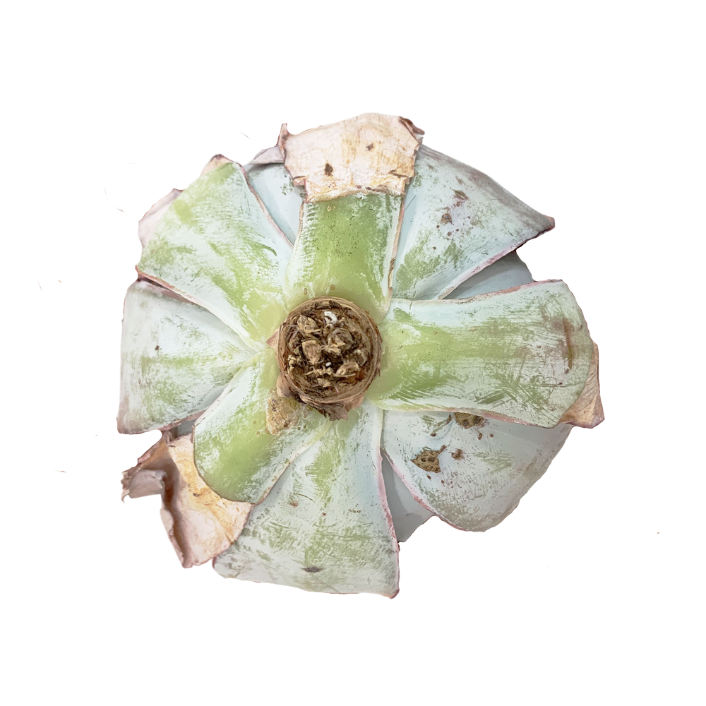 Echeveria Cante Glass & Mendoza-Garcia