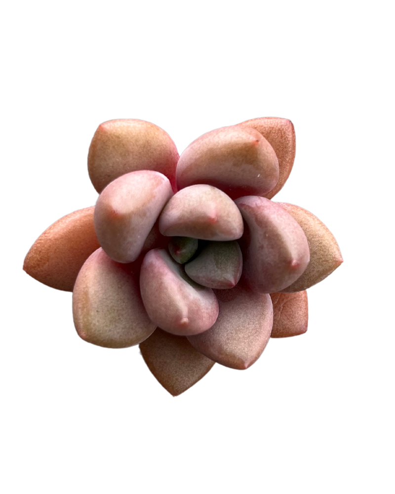 Graptoveria Migum