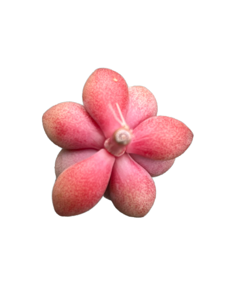 Graptoveria Migum