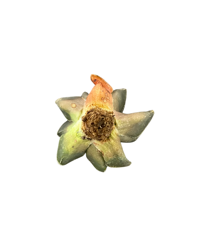 Haworthia Ice Drill