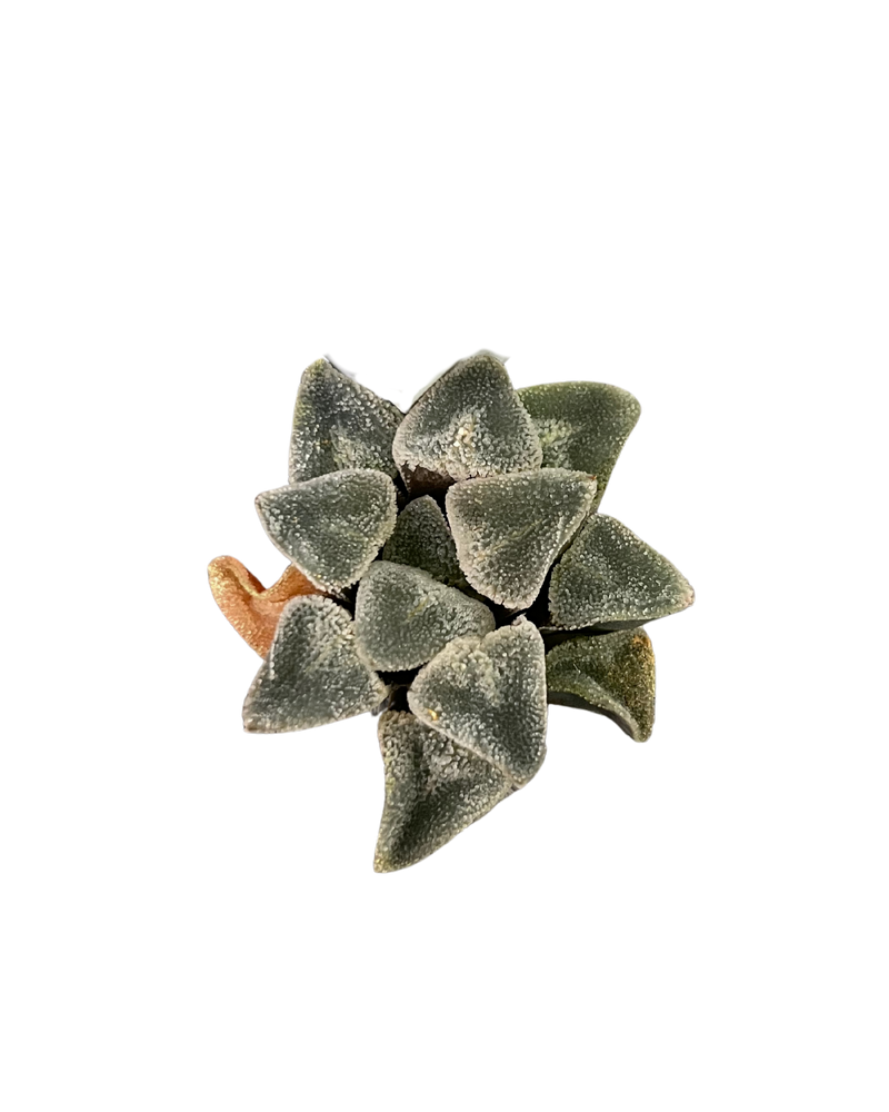 Haworthia Ice Drill