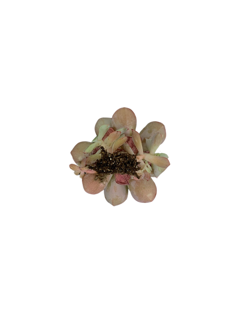 Echeveria Subcorymbosa (Lau 026)