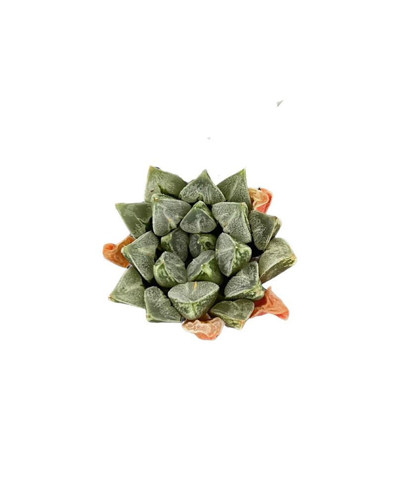 Haworthia Love Heart