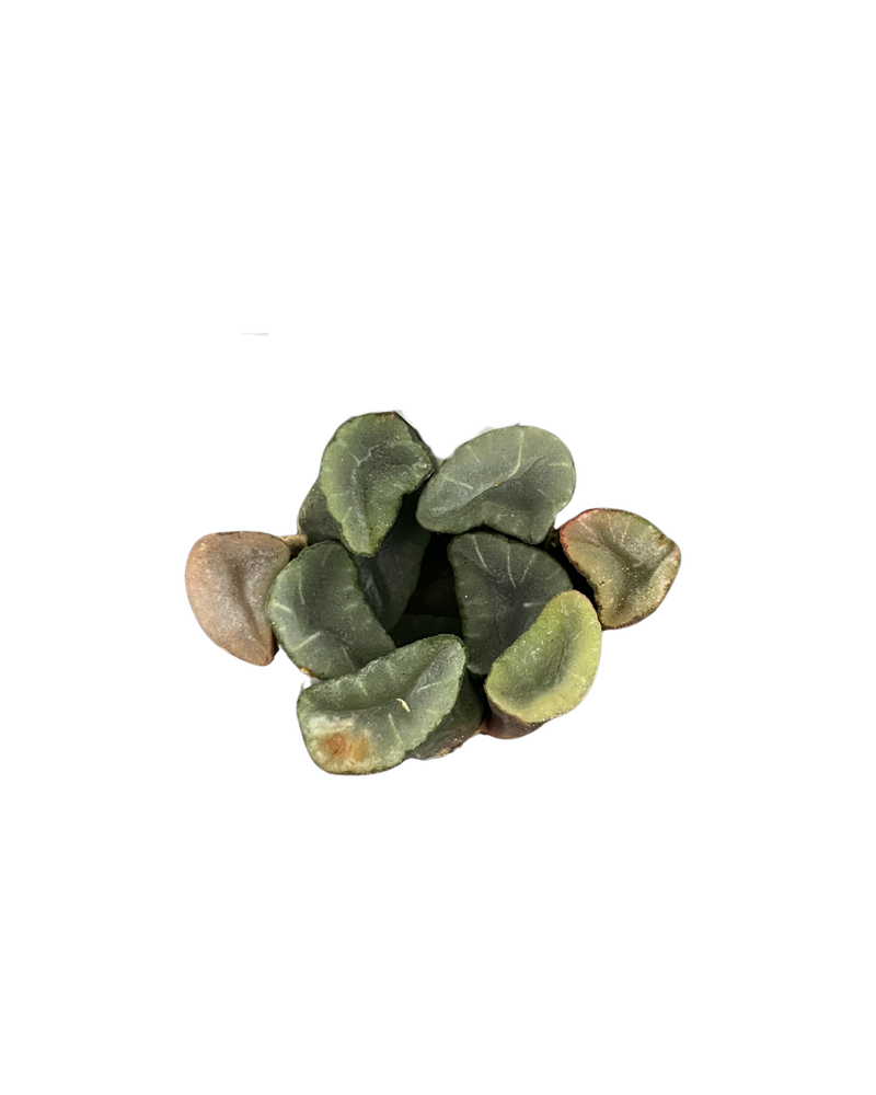 Haworthia Maughanii Purple Lens
