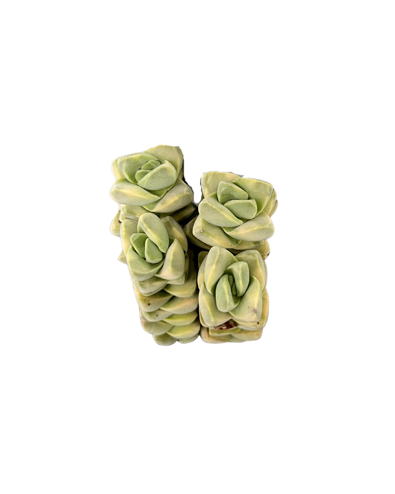 Crassula cv. Moonglow Var.