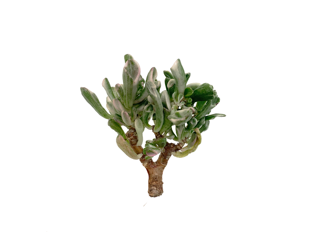 Crassula Obilqua Gollum Var.