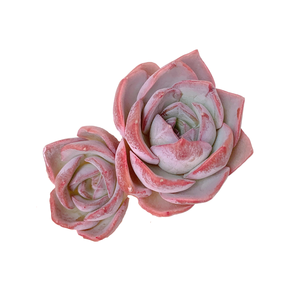 Echeveria Pink Lipstick