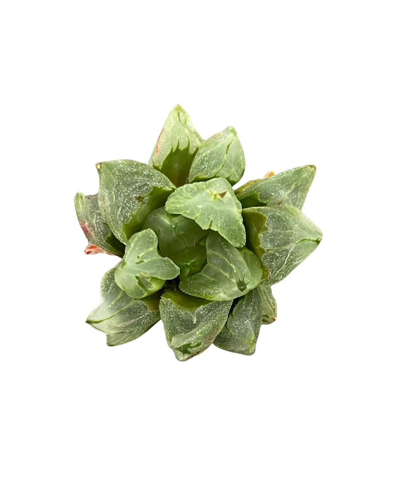 Haworthia Retusa Ice City