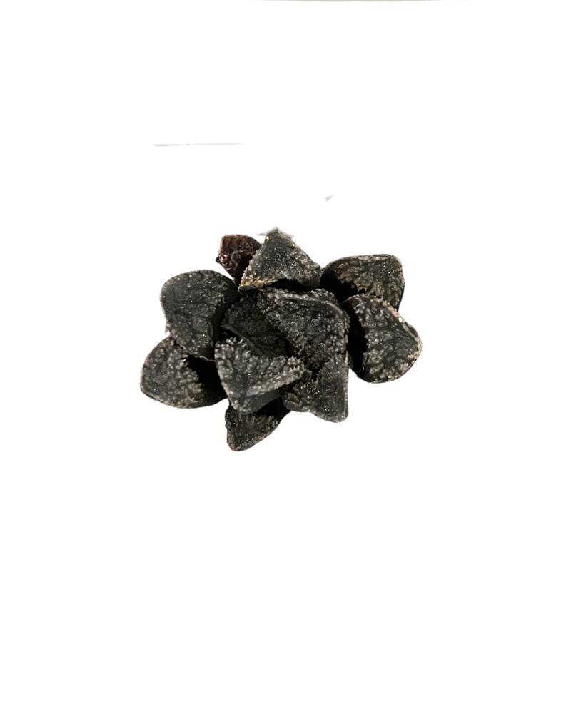 Haworthia Retusa Modo