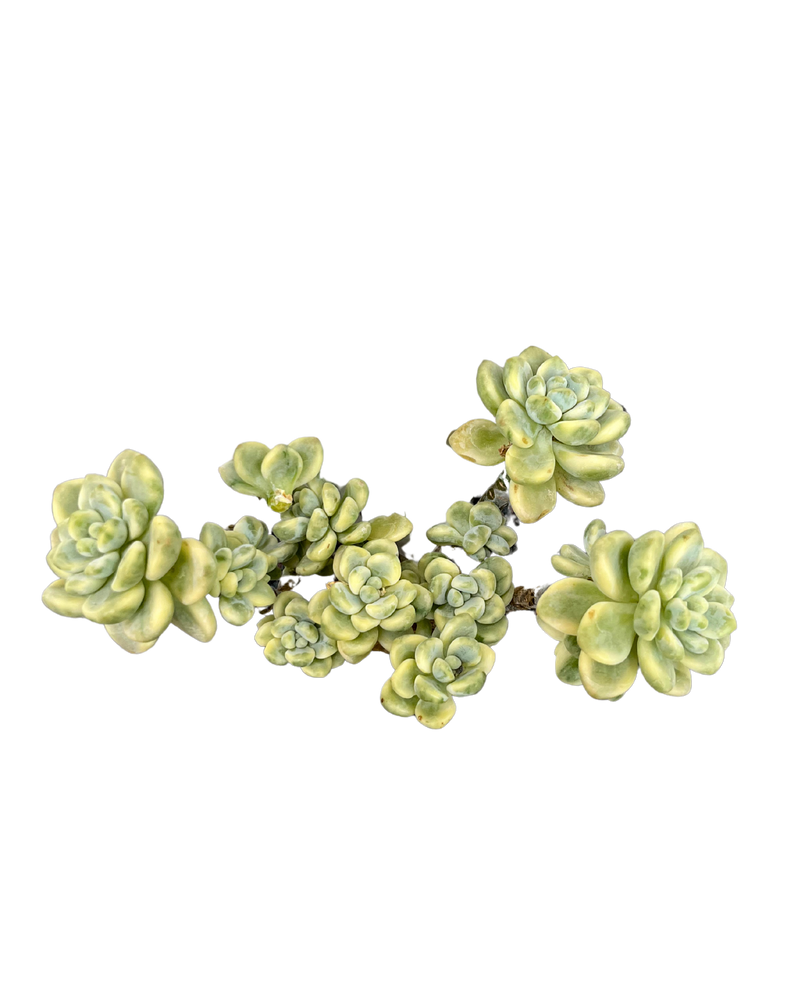 Sedum Clavatum Variegated