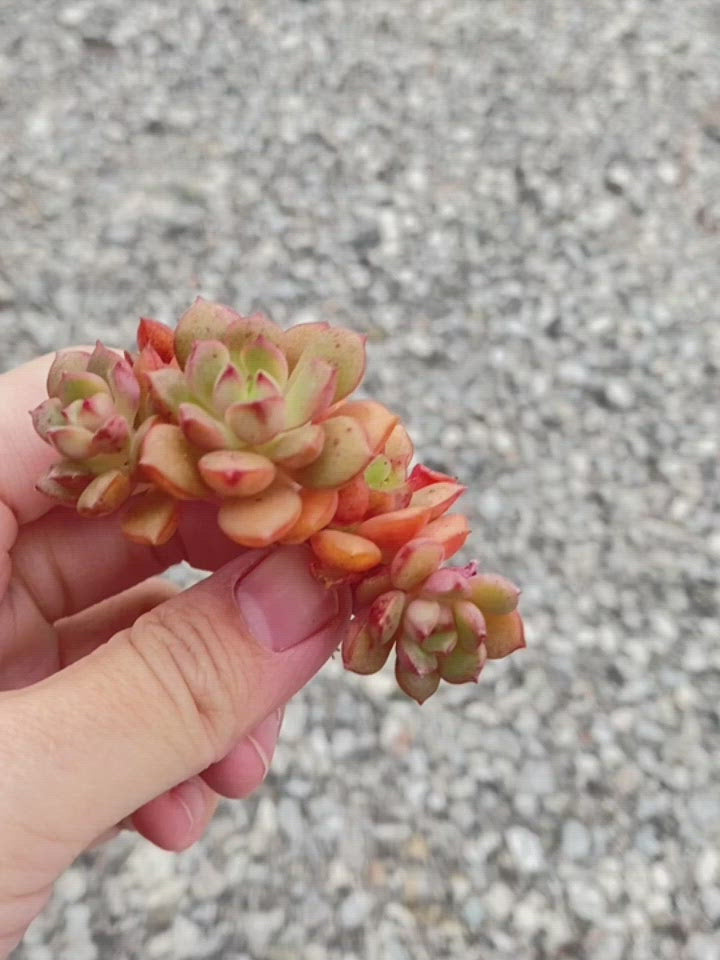 Echeveria Agnes Rose Toronto's 5-star Bestseller nursery store selected local & Korean rare succulents; houseplants, indoor plants, selected handmade planters with a drainage hole, pots, bonsai pots, produced by ourselves, wholesale.