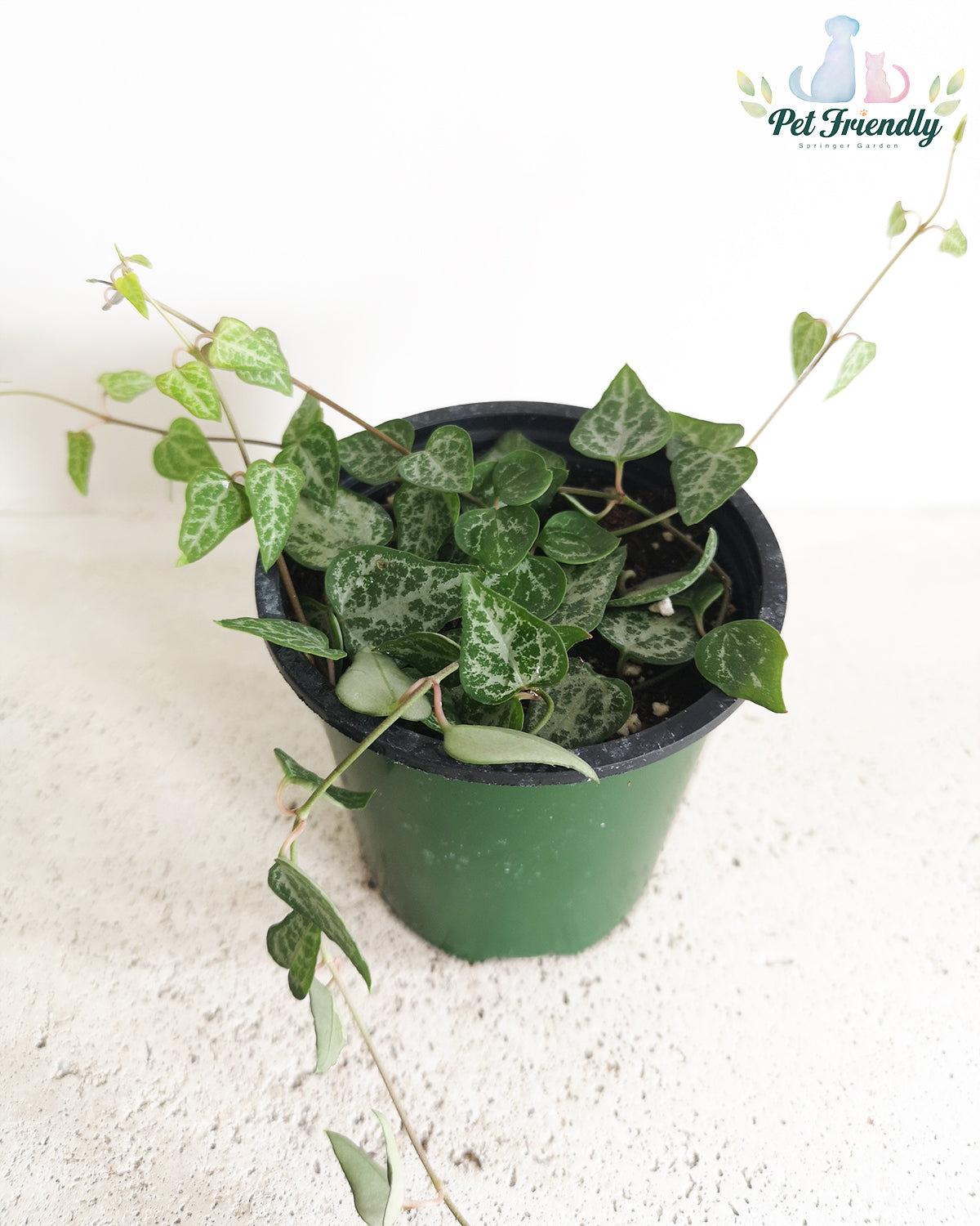 String of Spade Toronto's 5-star Bestseller nursery store selected local & Korean rare succulents; houseplants, indoor plants, selected handmade planters with a drainage hole, pots, bonsai pots, produced by ourselves, wholesale. Ceramic Planter With Drainage Hole Cactus Succulent Plant Pot/Small Fern Flower Pot Gift Garden Desk Pottery/Handmade/Ceramic/Glazed/Table Decor/Indoor Decor/Tabletop Planter