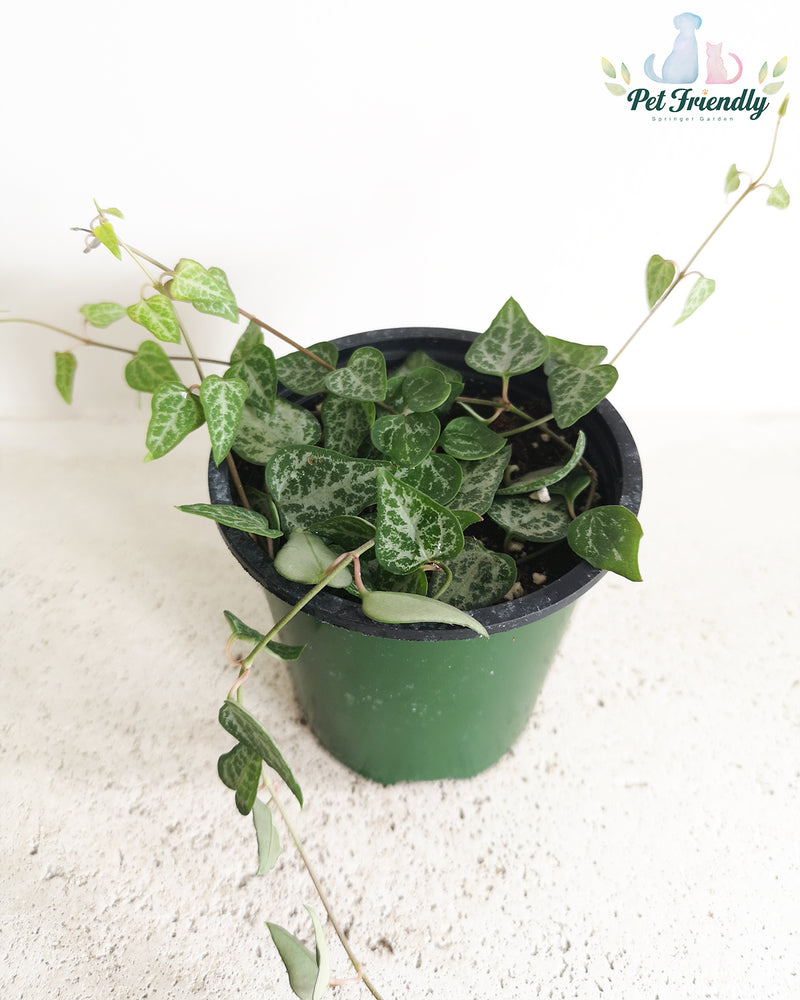 String of Arrow Variegated