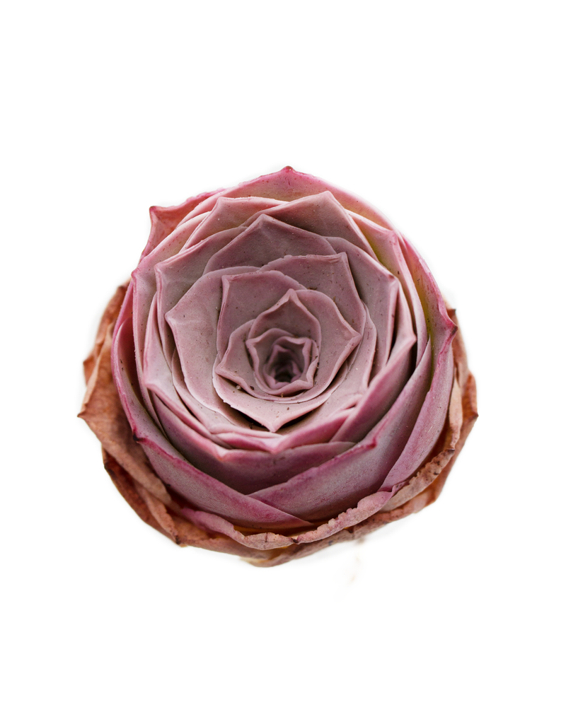 Aeonium EI Hero Toronto's 5-star Bestseller nursery store selected local & Korean rare succulents; houseplants, indoor plants, selected handmade planters with a drainage hole, pots, bonsai pots, produced by ourselves, wholesale.