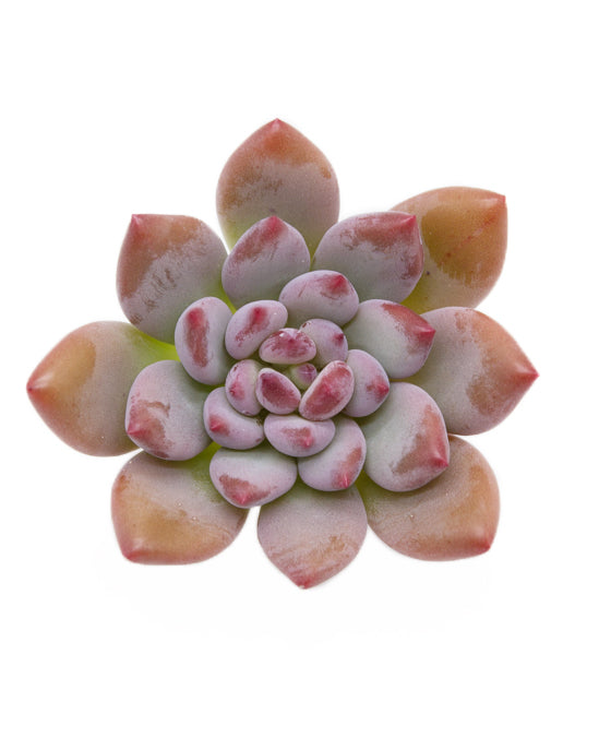 Pachyveria Cutie Finger