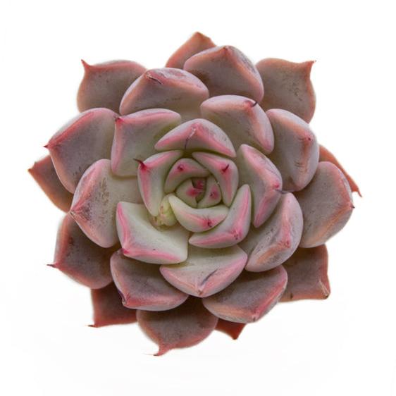 Echeveria Pink Zaragoza
