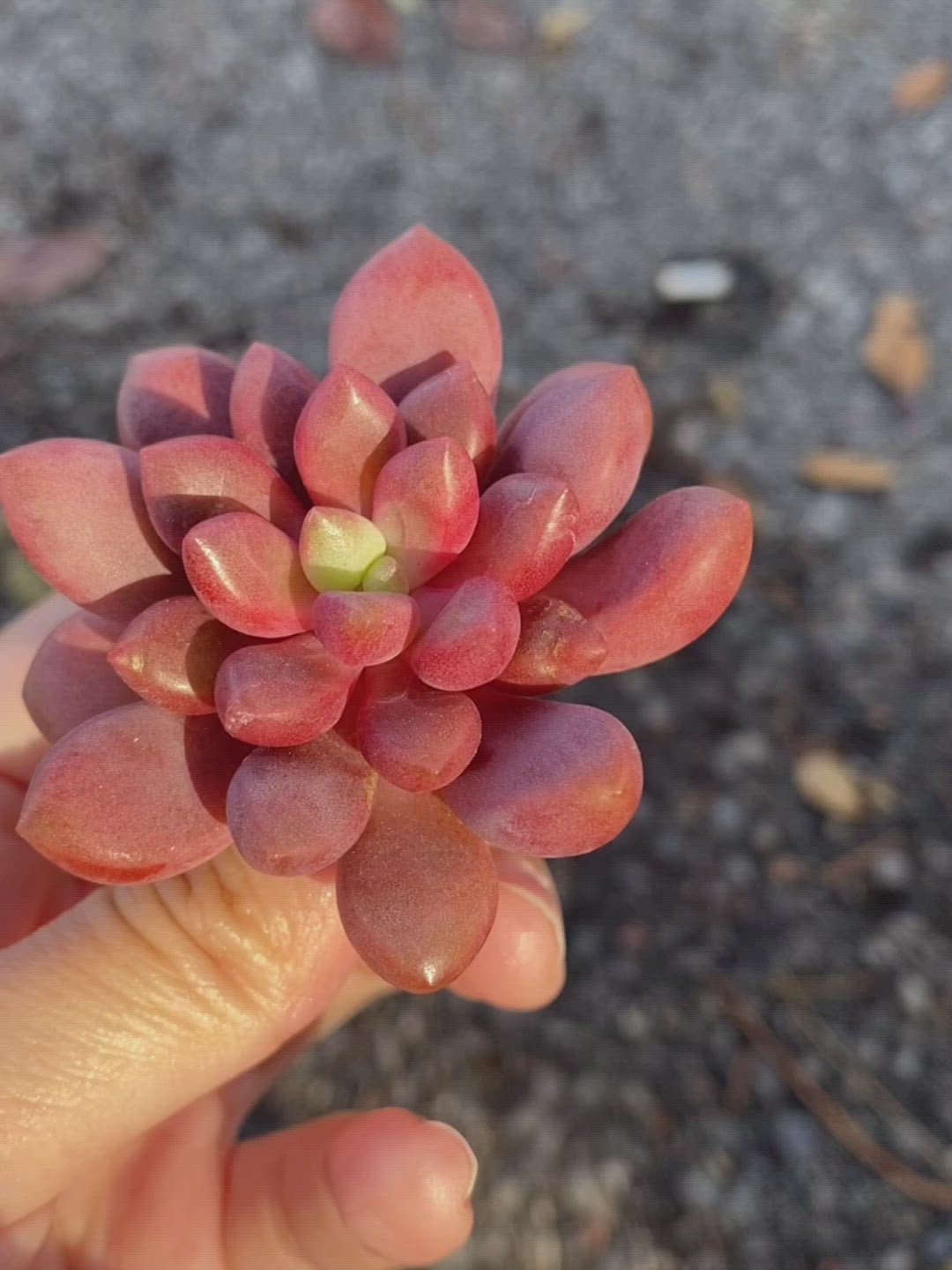 Echeveria Avant-Garde Toronto's 5-star Bestseller nursery store selected local & Korean rare succulents; houseplants, indoor plants, selected handmade planters with a drainage hole, pots, bonsai pots, produced by ourselves, wholesale.