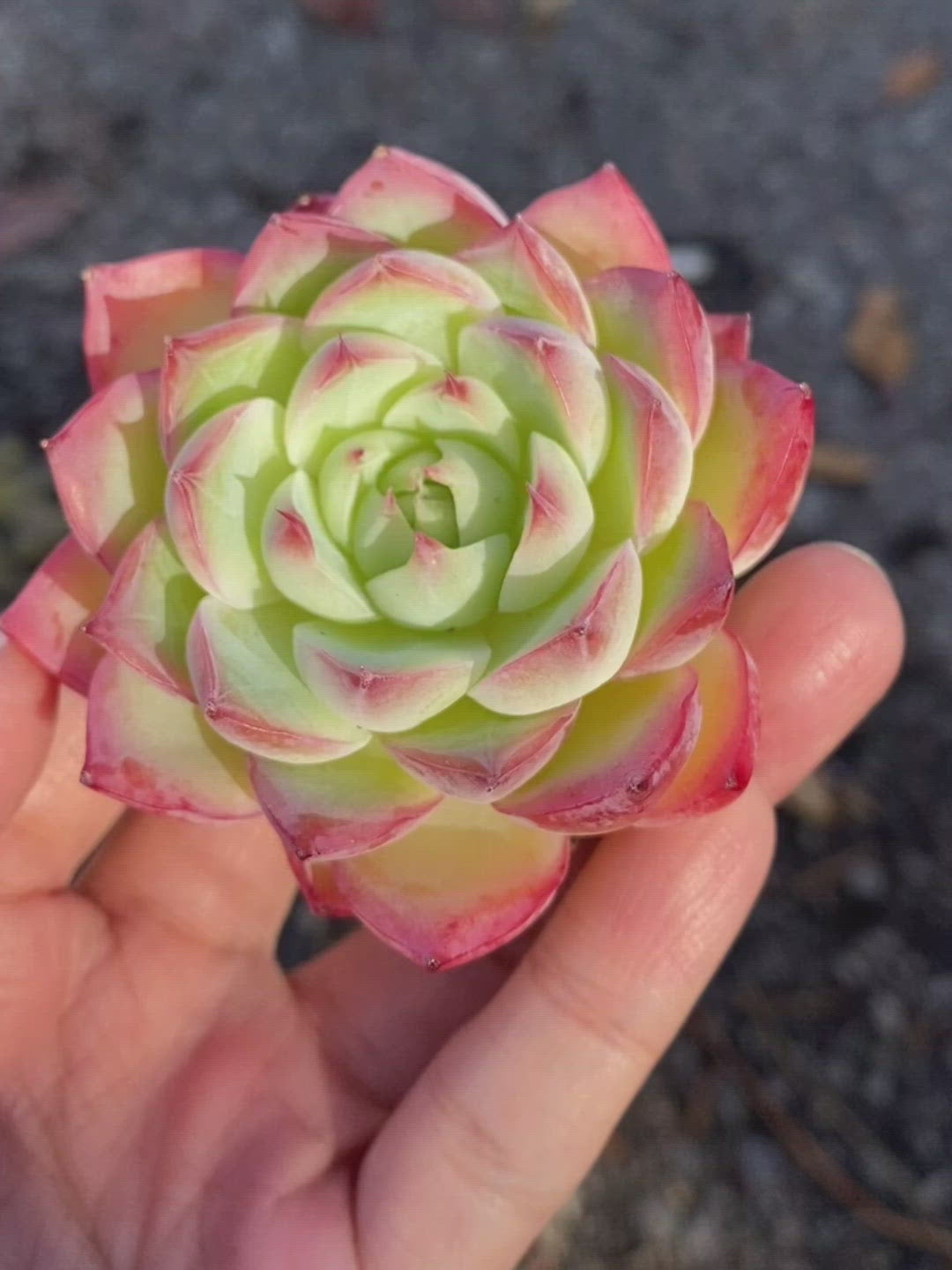Echeveria Pink Crystal