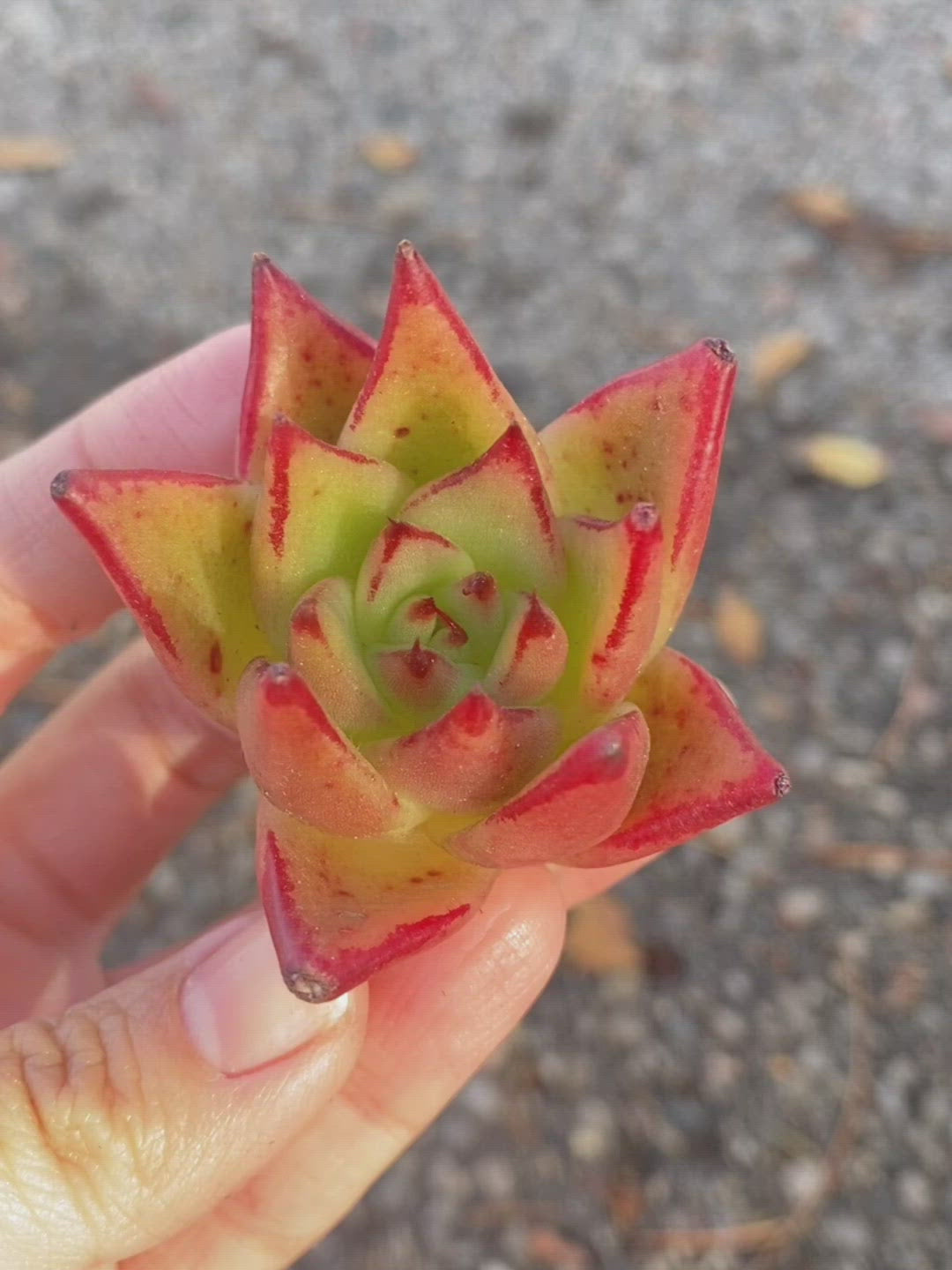 Echeveria Jelly Cassiopeia
