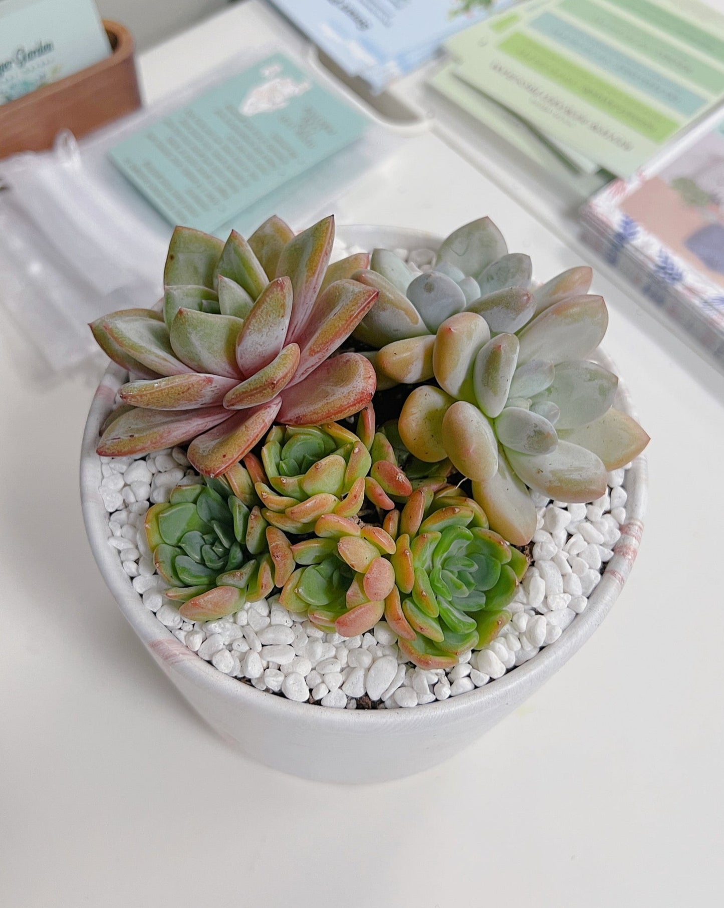 wholesale korean succulents Assorted Korean Succulent Arrangement