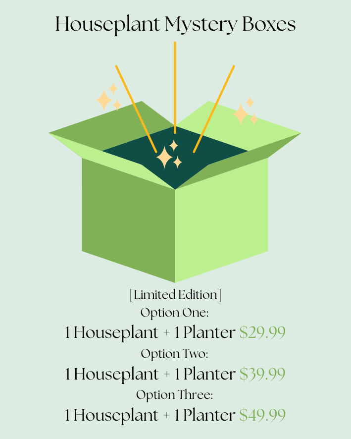 mystery house plant box Mystery Box