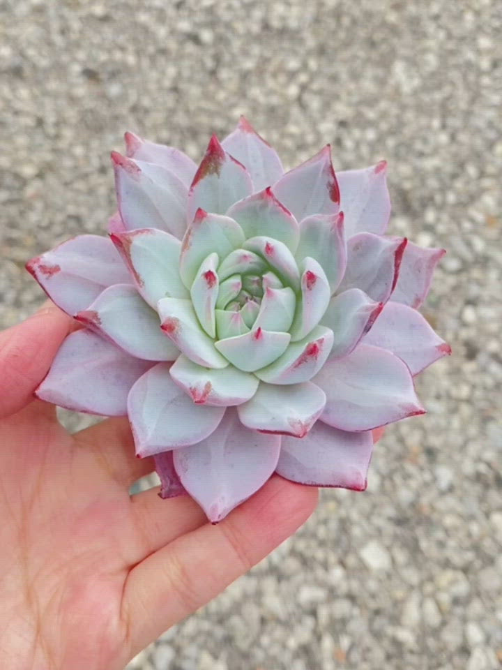 Echeveria Blue Bird Toronto's 5-star Bestseller nursery store selected local & Korean rare succulents; houseplants, indoor plants, selected handmade planters with a drainage hole, pots, bonsai pots, produced by ourselves, wholesale.