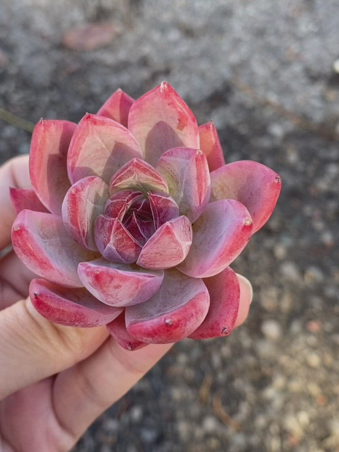 Echeveria Ice Col