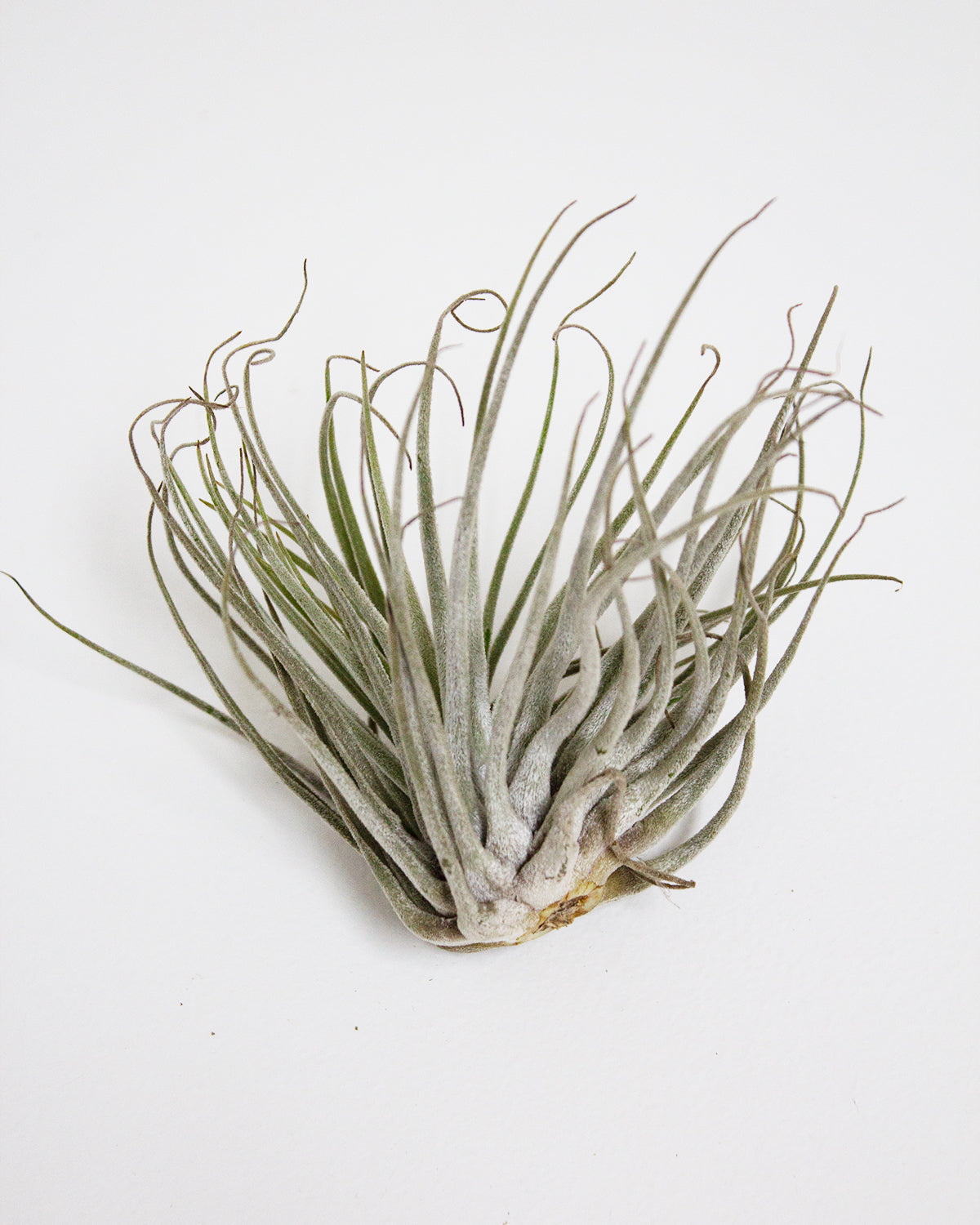 oaxacana air plant Tillandsia Oaxacana Air Plant