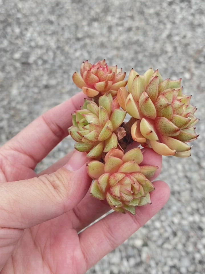 Echeveria Ben Badis Toronto's 5-star Bestseller nursery store selected local & Korean rare succulents; houseplants, indoor plants, selected handmade planters with a drainage hole, pots, bonsai pots, produced by ourselves, wholesale.