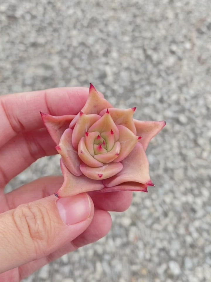 Echeveria Madiba